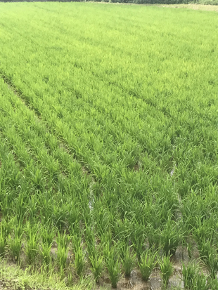 農薬不使用米のイメージ